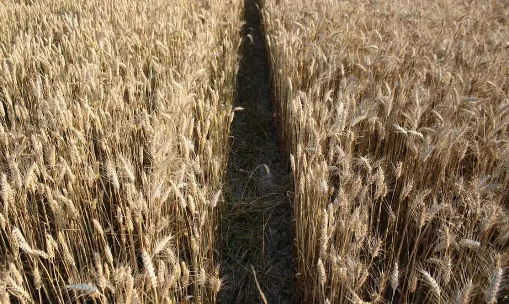 Fattoria Ca' Lealtà