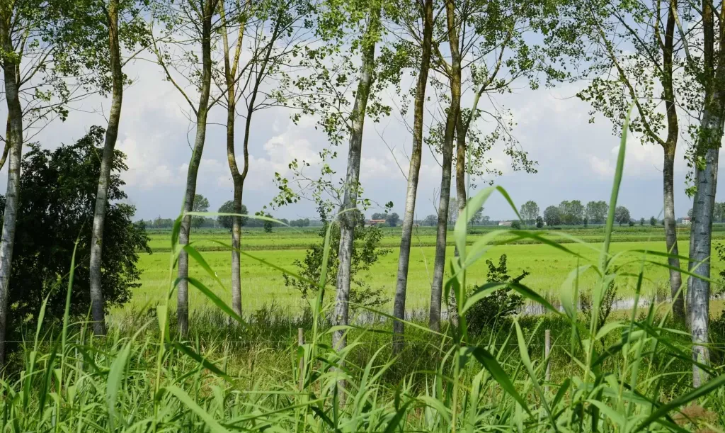 Fattoria Ca' Lealtà